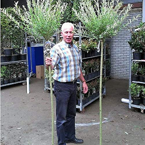 Salix Tree Hakuro Nishiki. Extra Large 180cm+ tall Inclusive of 7.5 Litre Pot. Clear stem 120cm. Head size 40cm plus. Nice Established Trees