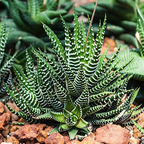Haworthia Fasciata - Pianta Zebra | Succulenta di Alta Qualità in Big Bandendita | 15-25 cm