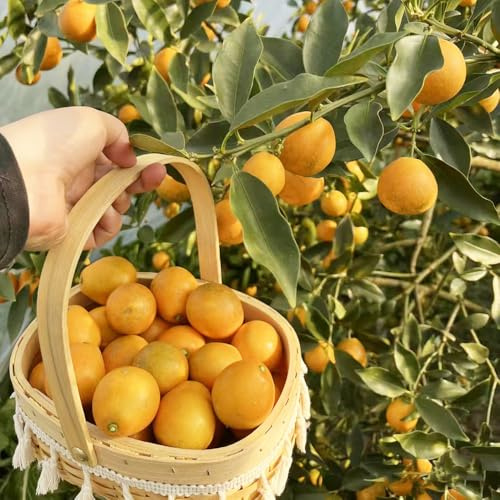 kumquat obstsamen exotische zimmerpflanzen balkongarten bonsai topf büropflanzen obstpflanzen winterharte kübelpflanzen spalierobst hochbeete für garten baumsamen säulenobstbäume 120samen
