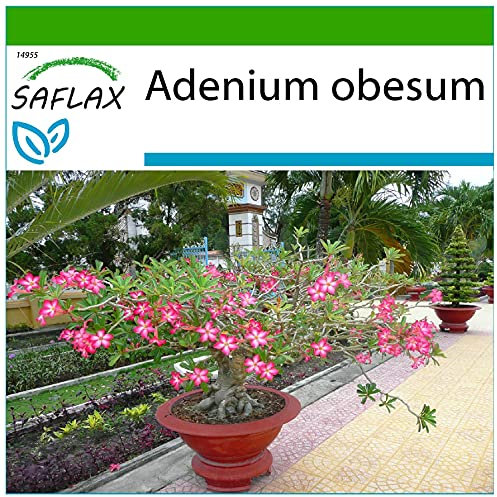 SAFLAX - Rosa del deserto - 8 semi - Con substrato - Adenium obesum