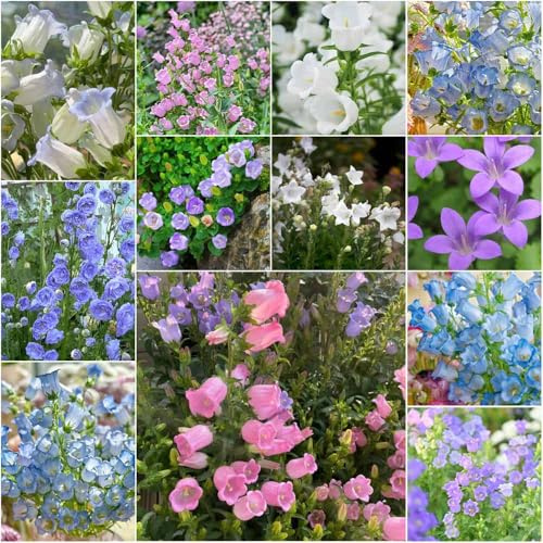 glockenblumen - kräutersamen exotische mehrjährig, winterharte kübelpflanzen blumensamen mehrjährig winterhart topfpflanzen 550samen