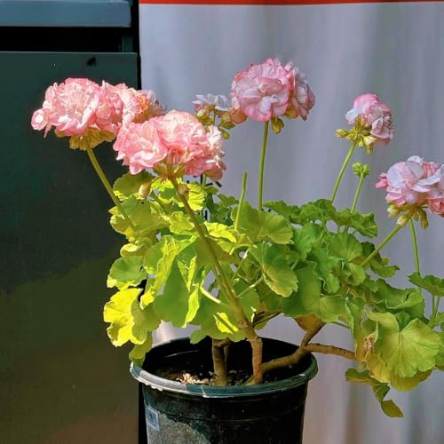 Gerani pendenti - Pelargonium - di semi dito sul balcone ornamentali per luoghi soleggiati da balcone insoliti resistenti in vaso da 800semi