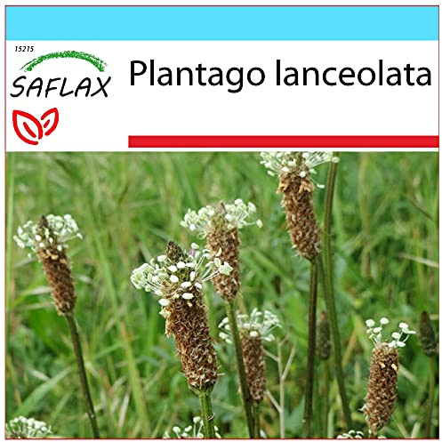 SAFLAX - Confezione regalo - Piantaggine - 100 semi - Plantago lanceolata