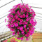 50 semillas de la gloria matutina colgantes Petunia Home Jardín flores ornamentales para mujeres, hombres, niños, principiantes, jardineros regalo