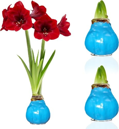 Amaryllis in Wachs Blau - 2 Wachsamaryllis Blumenzwiebeln | Amaryllis Zwiebel in Großformat 28/30, Exklusive Echte Pflanzen aus Holland, Hippeastrum (keine Samen,nicht künstlich)