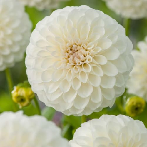 Plant in a Box - Dahlia ‘Boom Boom White’ - Lot de 3 tubercules - Dahlia pompon blanc - Floraison estivale