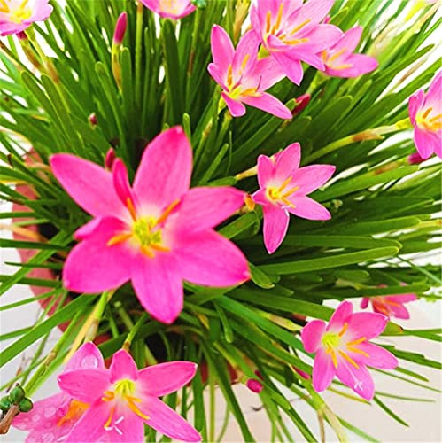 Pioggia Giglio Bulbi Organici Freschi Bouquet Vitalità Rilascio Autunno Parco Decorazione-10