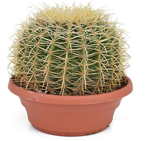 Echinocactus Grusonii superss – Kugelkaktus 25-30 cm Ø, Perfekte Zimmerpflanze für Zuhause – Ideal für Anfänger und Liebhaber - Schwiegermutterstuhl