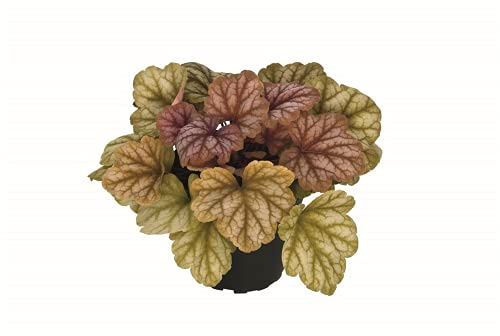 Heuchera - Purpurglöckchen Champagne Neuheit - winterhart, im Topf 12 cm, in Gärtnerqualität von Blumen Eber - 12cm