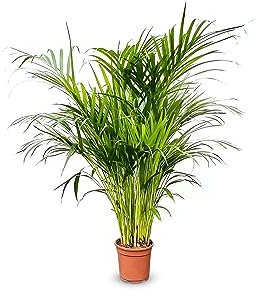 Tropictrees - Dypsis Lutescens - 100 cm - Palma d'oro - Pianta d'appartamento - Palma purificante - Palma Areca - Palma d'oro