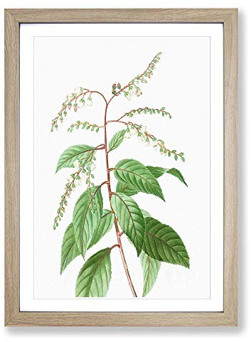 Lily of The Valley Tree by Pierre-Joseph Redoute Framed Print | A2 Oak Framed Wall Art | Ready to Hang | Modern Floral Picture | Living Room Bedroom Lounge Office