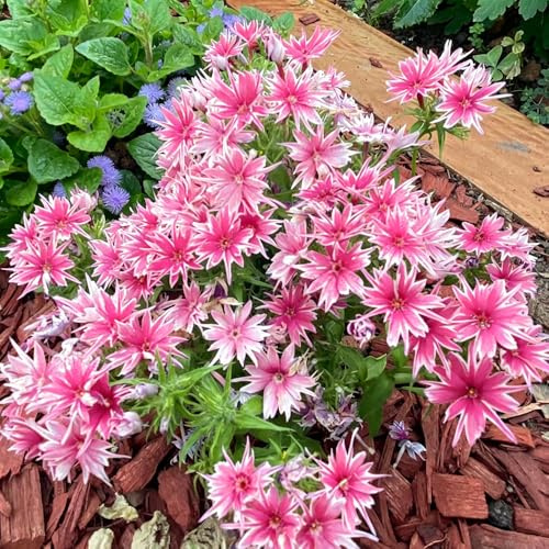 Phlox de alfombra - flox subulata semillas de exóticas semillas balcón decoraciones jardín exteriores jardín interior cama elevada 150pcs