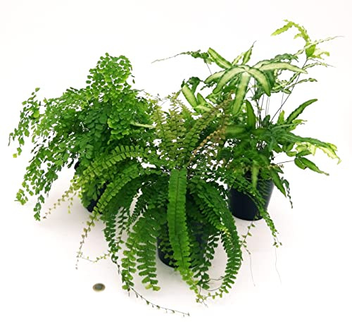 POWERS TO FLOWERS - TRIS PIANTE PURIFICA ARIA: FELCE PTERIS, CAPELVENERE, FELCE PENDULA, IN VASO 13CM, 3 Piante Depura Aria, Piante Vere