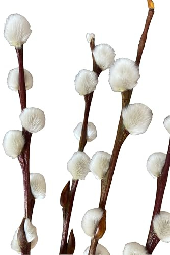 Airboom Bund echte frische Weidenkätzchenzweige natürliche Palmkätzchen 80cm Salix Hochzeitsdeko Osterdeko Frühlingsstrauß (10 Zweige)