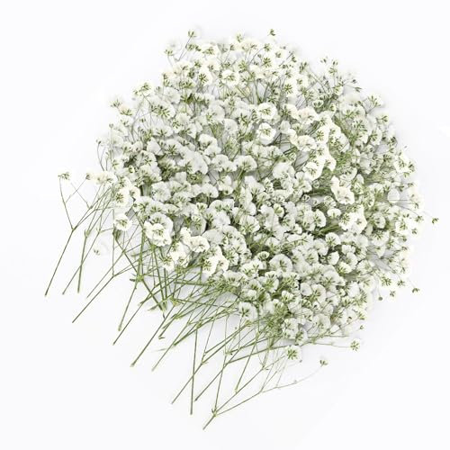 Yuannee Gypsophila Essiccata,100 PCS Fiori Secchi Naturali Gypsophila Essiccata Bianchi Fiori Secchi Decorativi per Bomboniere Resina Artigianale Mini Fiori 5-10cm Essiccazione Naturale