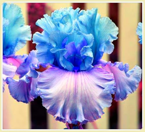 Mehrjährige Blumenzwiebel ist winterhart, Winterhart pflanzen, Blumenzwiebel Mix, Winterhart zwiebeln, Mysteriöse magische Glühbirne-3 iris blumenzwiebeln