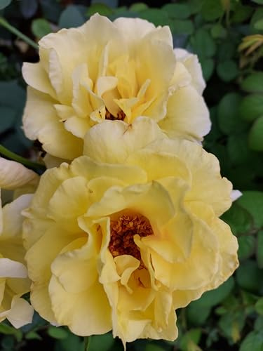 Rose Lichtkönigin Lucia Strauch Rose im Topf ca.60-80cm