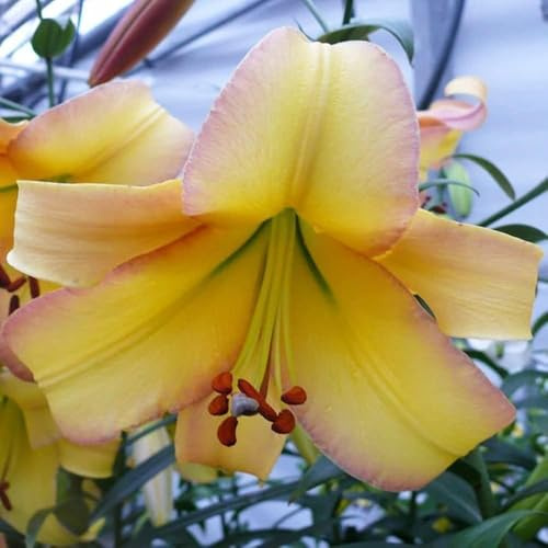 Baumlilie-Riesenlilie 'Rising Moon' - Frische, große und heilsame, frosthart,