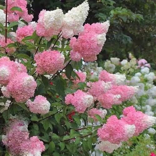 Live Hydrangea Plant, Hydrangea Tree Live Plants, Pink White Flowers, Dormant in Winter, 5 to 7 Inch Tall Well-Rooted for Growing
