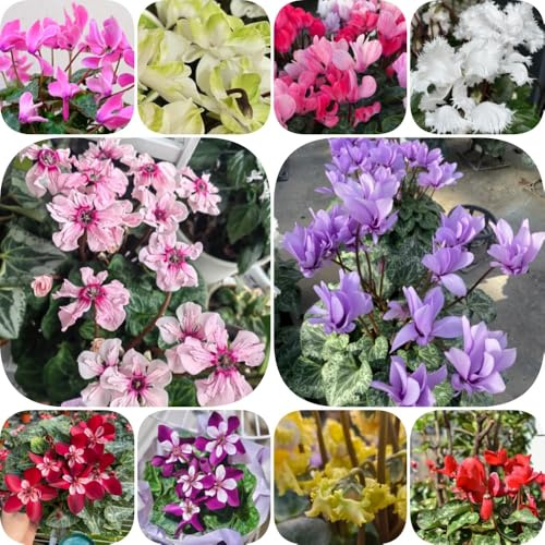 semi di ciclamino perenni resistenti decorazioni da giardino per esterni semi di selvatici resistenti per giardini rocciosi luoghi soleggiati da 500pcs
