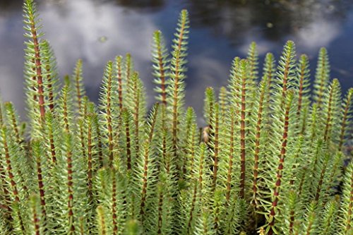 WASSERPFLANZEN WOLFF - 4er-Set im Gratis- PFLANZKORB - winterhart - Hippuris vulgaris - Tannenwedel