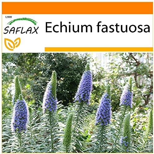 SAFLAX - Garden in the Bag - Blauer - Adderhead - 100 Frön - Med underlag i en passande resväska - Echium fastuosa