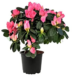 Azalea Natural Planta de Exterior o Interior Fácil de Cuidar