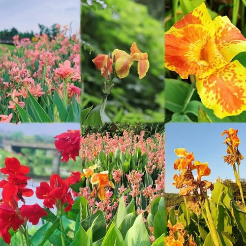 20 piezas bulbos de lirios de canna - balcón, bulbo decoración floral, balcón resistentes decoración
