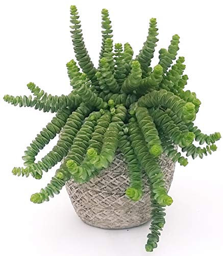 POWERS TO FLOWERS - CRASSULA HOTTENTOT, COLLANA DI GIADA, IN VASO PIETRA, pianta vera