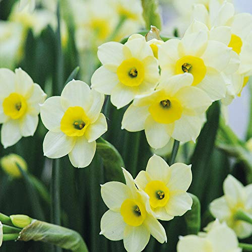 Daffodil Hardy Spring Flowering Bulbs, Scented Yellow Flowers, Ideal for Garden Borders & Patios, Easy to Grow, 25 x Daffodil (Narcissus) Minnow Bulbs by Thompson & Morgan