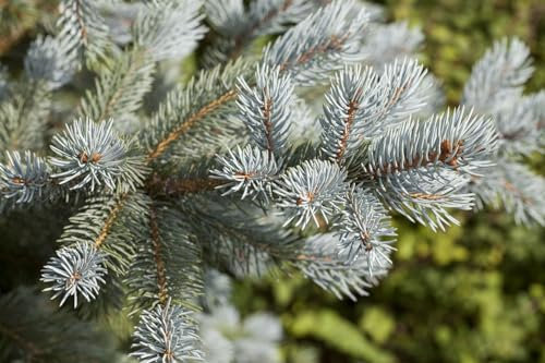 Picea pungens ‘Blue Mountain’ 125–150 cm – Winterhart, Immergrün, Pflegeleicht – Blaufichte – Solitärpflanze für Garten & Vorgarten