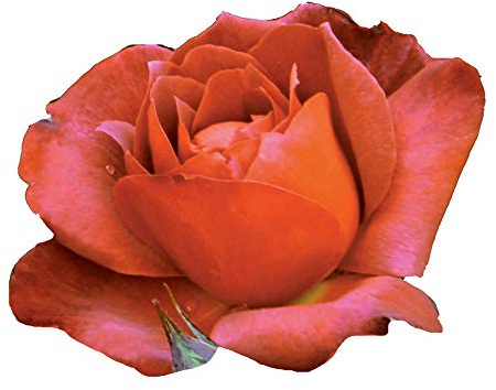 Hot Cocoa®, rosaio vivo Rose Barni®, rosa in vaso rossa, arancia e cioccolato, pianta eretta e vigorosa, ideale in bordure, aiuole o vasi sul terrazzo, abbondante rifiorenza fino in autunno cod.72049