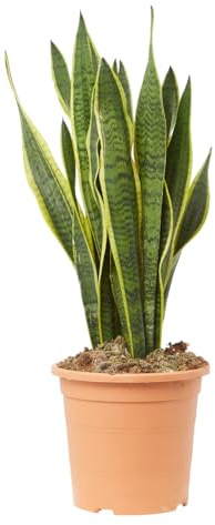 Verdecora Sansevieria Lengua de Suegra Planta de Interior maceta Ø15cm | Resistente y Purificadora, Ideal para Dormitorios, Oficinas y Salones, Altura aprox. 30cm, maceta Ø15 cm