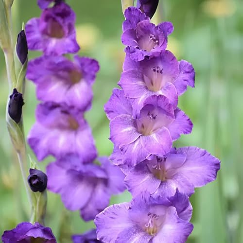 gladiolen blumenwiese balkonpflanzen zimmerpflanzen bonsai deko büro dachbegrünung büropflanzen hochbeett pflanztöpfe winterharte kübelpflanzen garten blumendeko 3zwiebeln