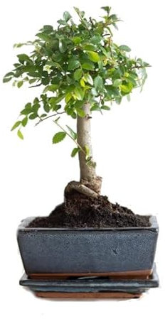Bonsái Olmo Chino (Ulmus Parvifolia) Natural Árbol Fácil de Mantener
