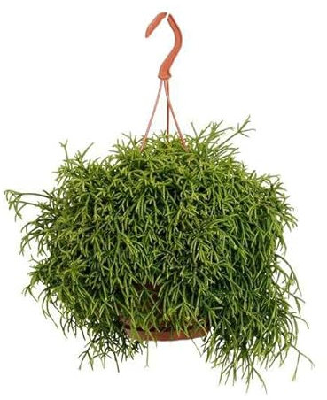 Rhipsalis Heteroclada – Ø 21 cm – 45 cm