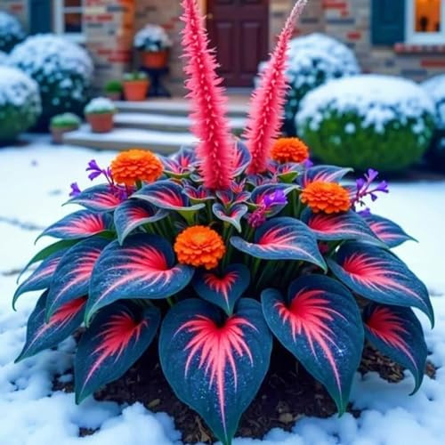 FáCil De Mantener Hosta rara Crea RáPidamente Un Hermoso JardíN-4bulbo-c