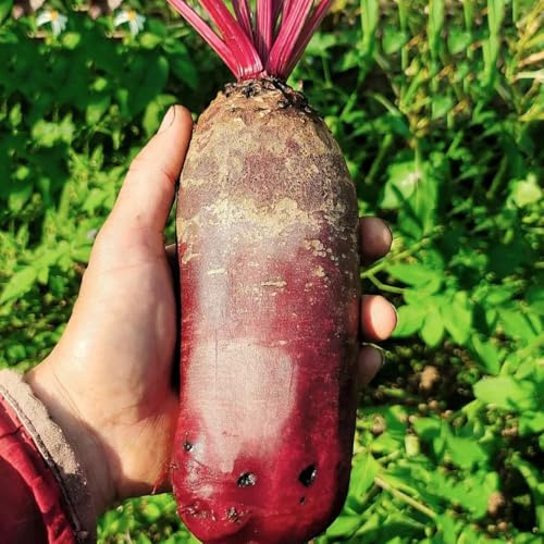 comprar semillas de remolacha azucarera, raras de remolacha orgánica resistentes para el jardín de jardín perennes resistentes 1200pcs