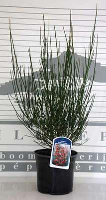 Cytisus (s) - Roter Ginster Roter Favorit 40-60 cm Container