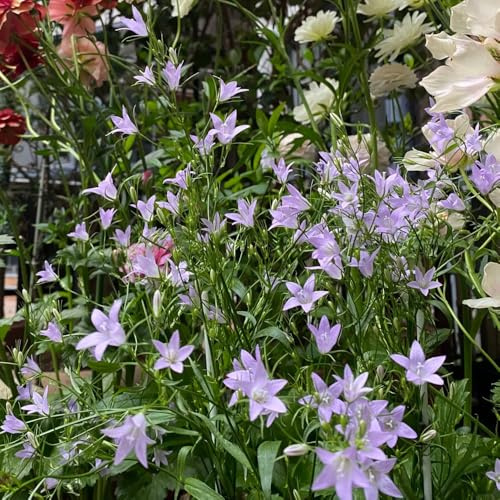 glockenblumensamen mehrjährig - gewächshaus glockenblume exotische hochbeete für garten bodendecker winterhart deko wohnzimmer balkon 700pcs