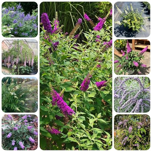 schmetterlingsflieder, schmetterlingsbaum für sonnige plätze buddleia, schmetterlingsstrauch balkon bodendecker winterhart mehrjährig 200samen