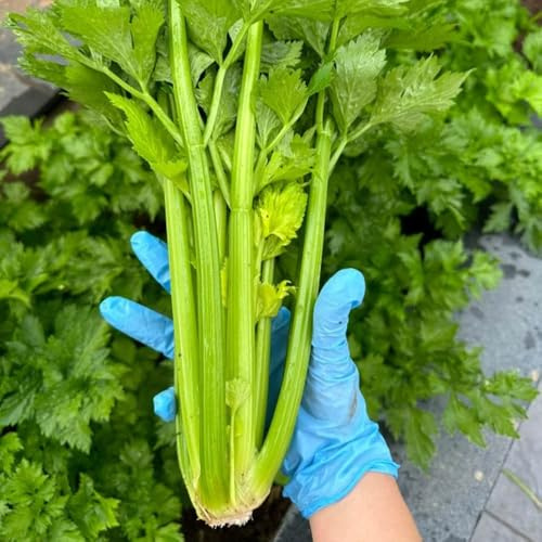 semi di sedano rapa biologici - esotiche resistenti giardino interno 150pcs