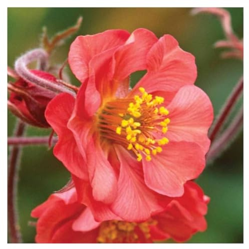 Stauden Gänge 3 x Geum rivale 'Flames of Passion' winterhart | Winterharte Staude für Sonne bis Halbschatten, Blüte Mai bis Juli, mehrjährig, 9x9 cm Topf