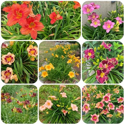 Semi di daylily, Hemerocallis fulva, giardino sono perenni resistenti agli emerocallidi, esotici, biologici 30pcs