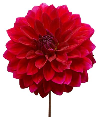 Bulbes de Dahlias 7 x 'Menorca' - The Bulb Farmers - Été - Cultivé aux Pays-Bas -Bulbes de Dahlias -Bulbes à fleurs