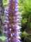 Agastache foeniculum - Duftnessel - Staudenkulturen Wauschkuhn - Staude im 11x11cm Topf