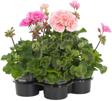 DECOALIVE Pack de 4 Plantas de Geranio Naturales para Exterior e Interior