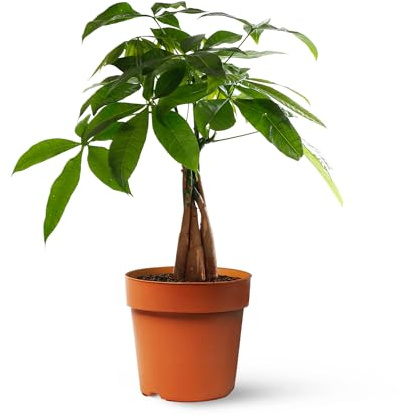 Pachira Aquatica o Árbol del dinero | Planta natural ideal para interior con altura de 35-45 cm en maceta de 12ø | April Plants