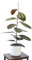Planta Natural Ficus Robusta para Interior o Exterior en Maceta Ø20 cm Altura 60 cm Decoración Hogar