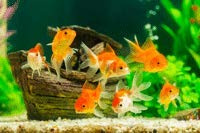 SAHAWA® Frostfutter Gammarus 5×100 g – 30 Portionen Bachflohkrebse | Proteinreiches Fischfutter für Aquariumfische